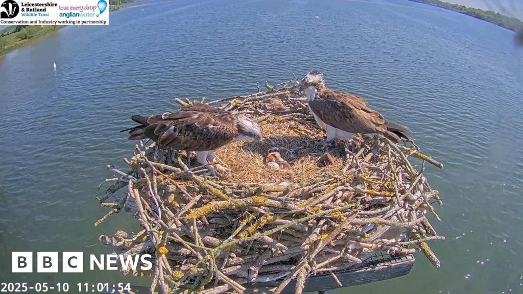 Rutland Water's first osprey chick of 2025 hatches