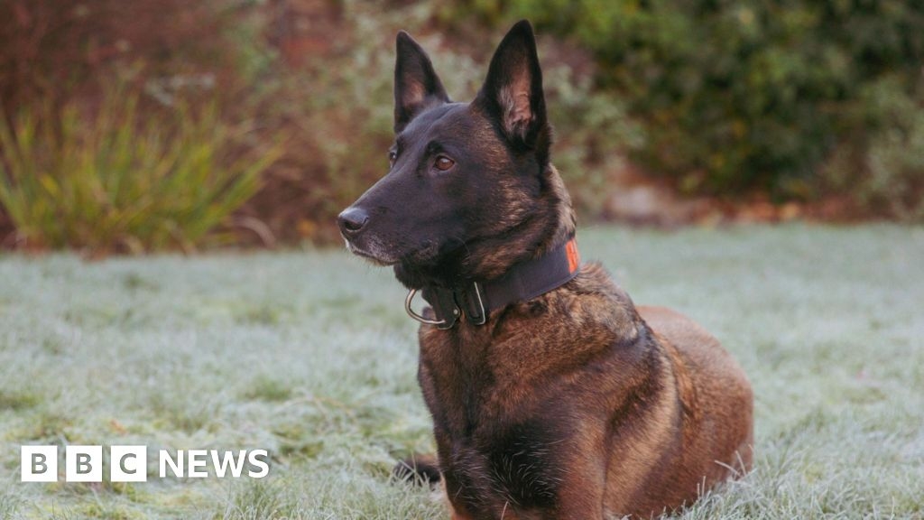Crufts 2025: Essex Police dog Baloo up for hero award