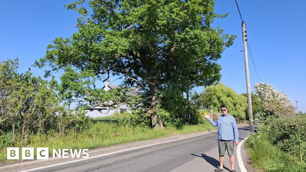 Thousands back bid to protect historic High Halstow oak trees