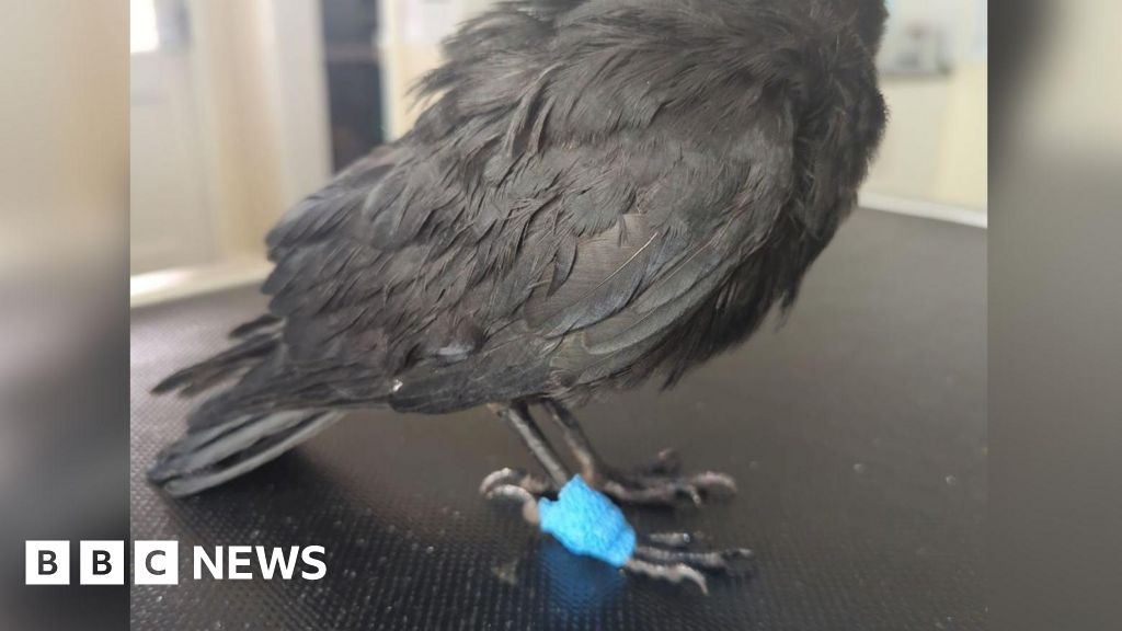 Life ban for Malton man who mistreated two wild birds
