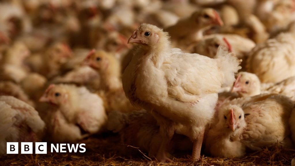 Plans submitted for 160,000-bird poultry farm near Shifnal