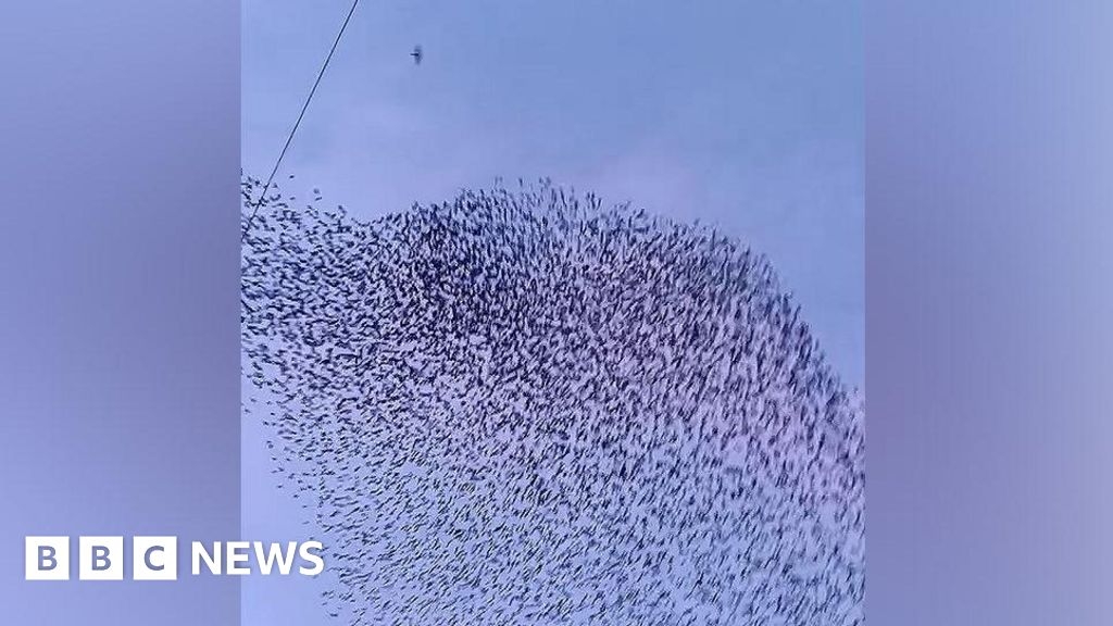 Falcon captured hunting during starling murmuration in Chester