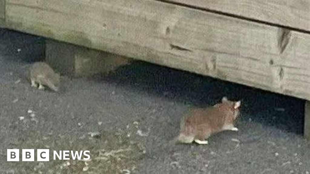 Derry's riverside rats 'enjoying five star all-inclusive holiday'