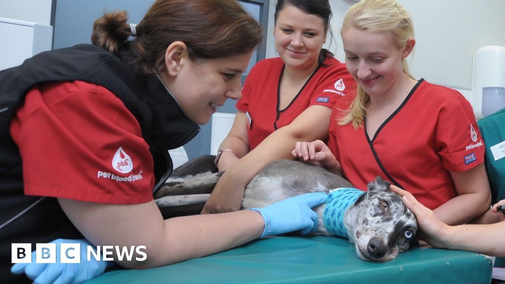Rutland: New dog blood bank service to open