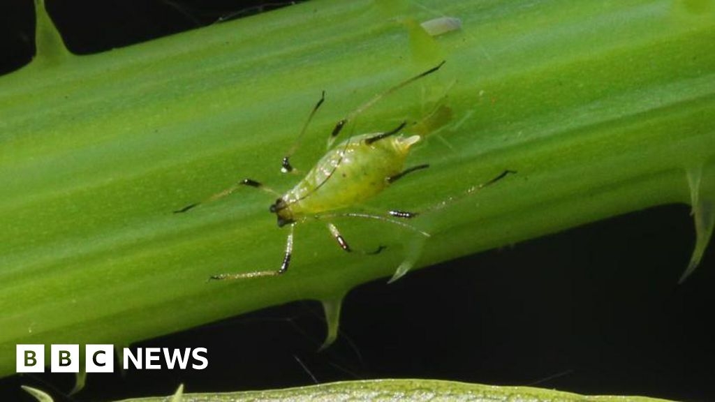 Experts explains where there are so many greenfly around