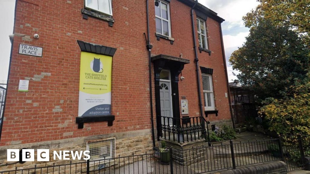 Sheffield cat sanctuary bids to move out of 'crumbling' shelter