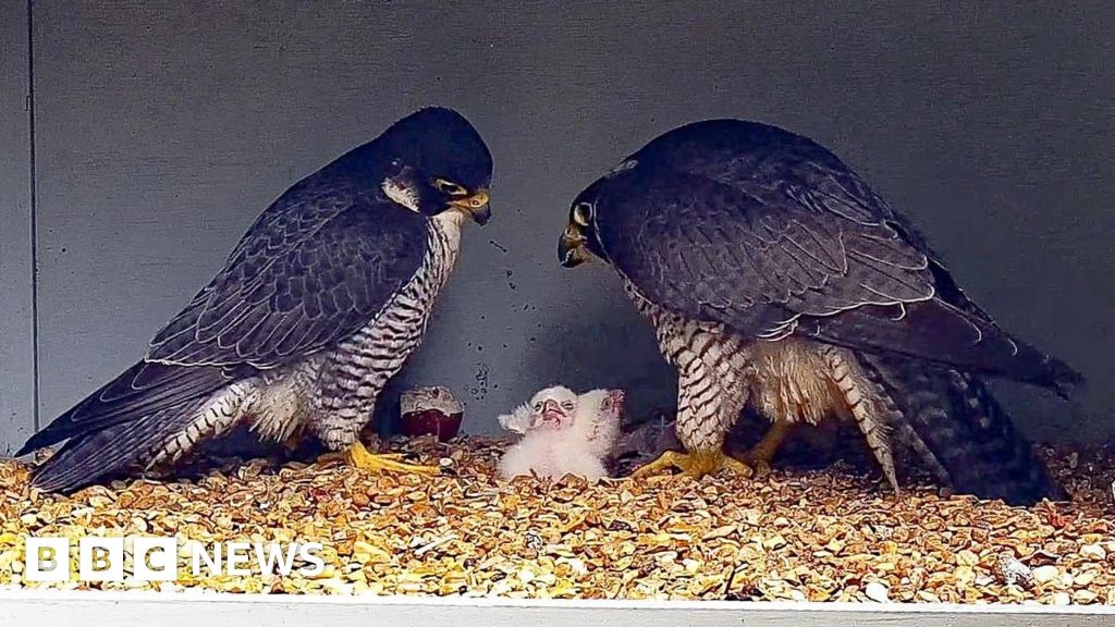 Ely Cathedral welcomes first peregrine chicks in four years