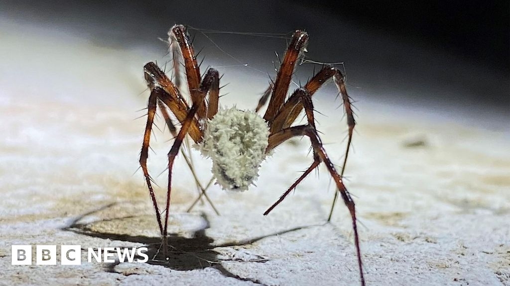 'Zombie spider' fungi among Kew archive specimens
