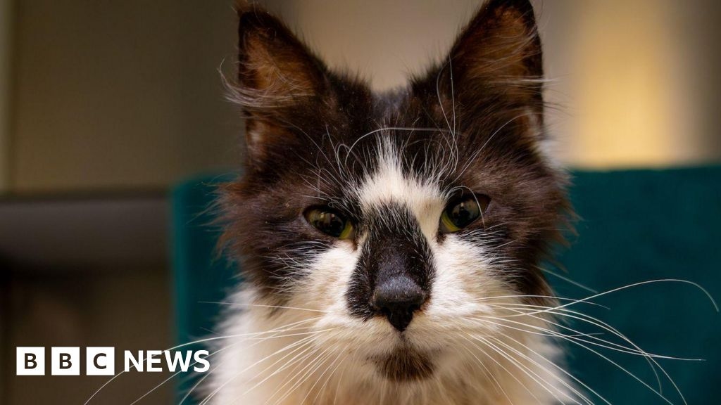 Stray cat with 'worst case of fleas' on mend in Cambridgeshire