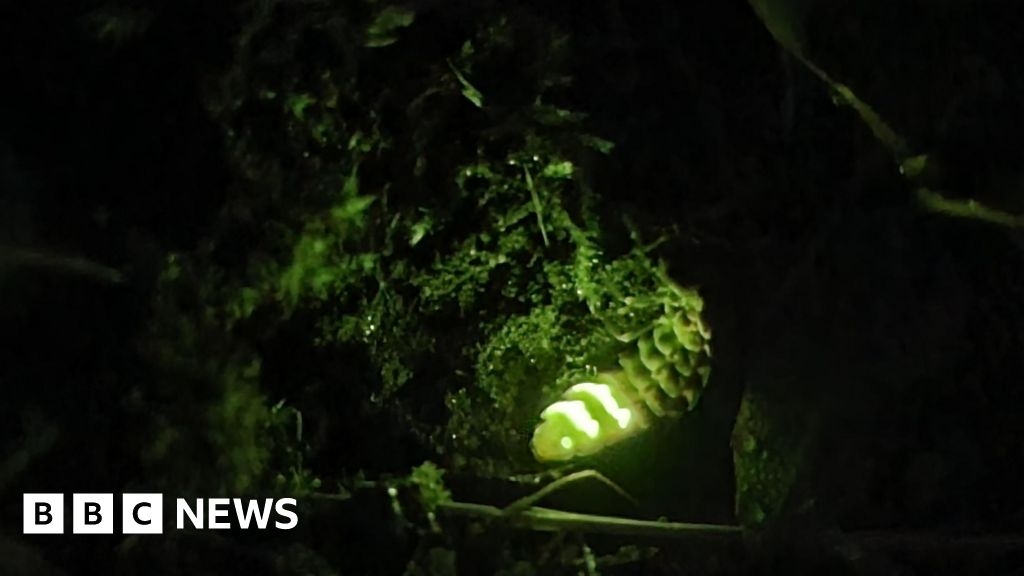 Volunteers sought to help survey glow worms in Cumbria