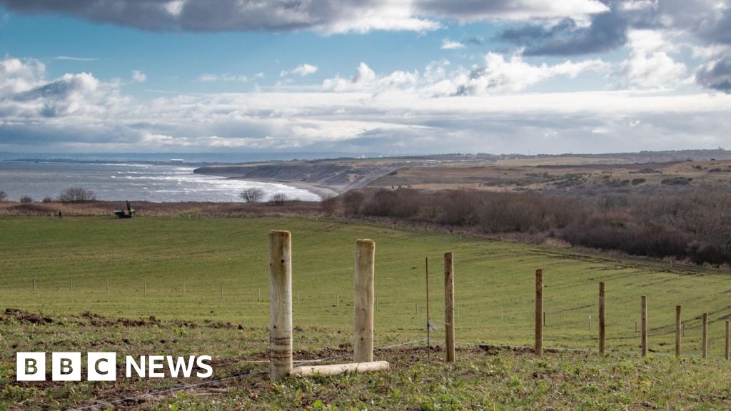 Sycamore Gap sapling to be planted in new East Durham reserve