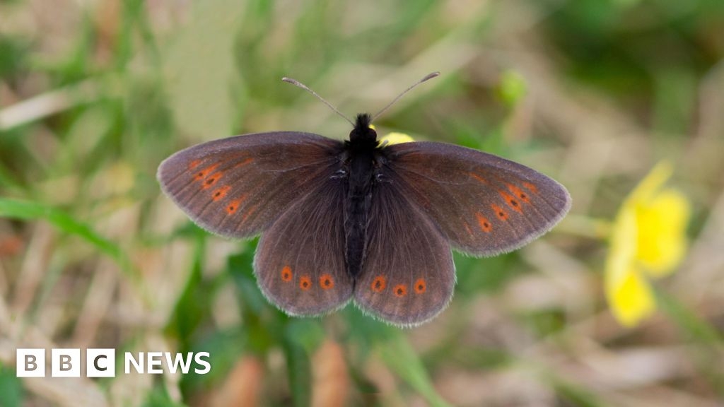 Mountain ringlet butterfly: Lake District sightings sought