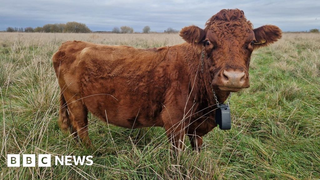 'Virtual fences' help Great Fen cows create wetland habitats