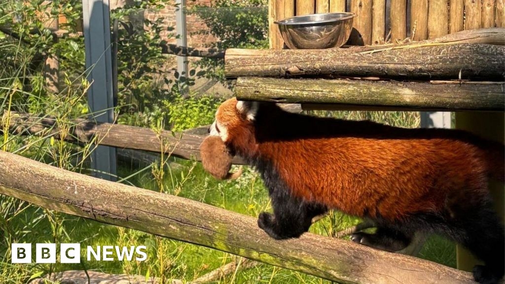 West Midlands Safari Park welcomes red panda cub twins