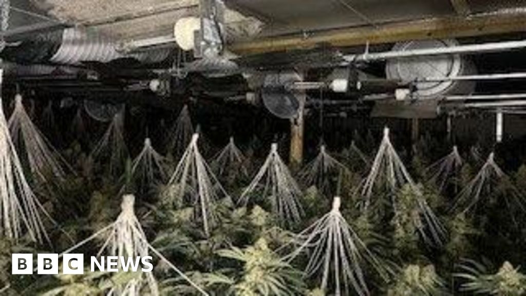 Police seize 1,200 cannabis plants worth £1m in Luton warehouse