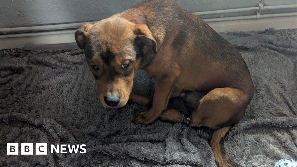 Injured dog found tied to bin in Stafford put to sleep