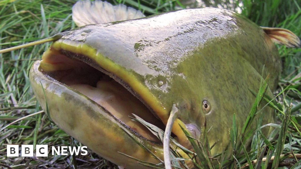 Invasive catfish removed from lake at Dinton Pastures Country Park