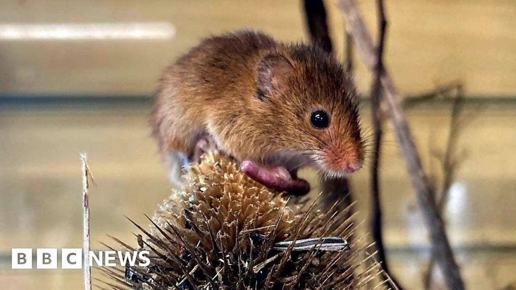 Harvest mice return to Breary Marsh in Leeds after 50 years