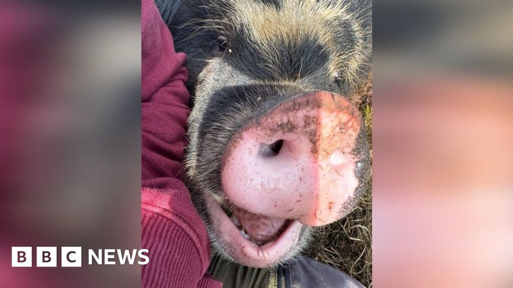 Foraging pigs helping to restore Hardknott Forest