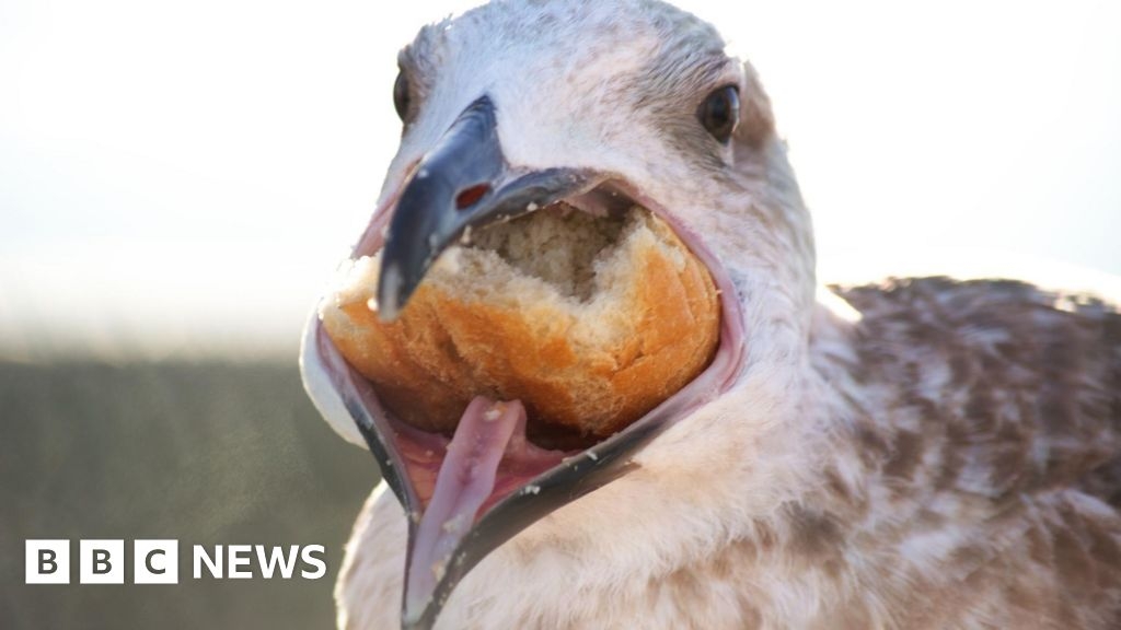 Scientists probe gulls' 'weird and wonderful' eating habits