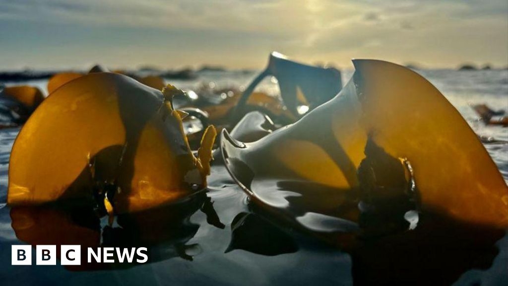 Kelp forest project in West Sussex having 'remarkable results'