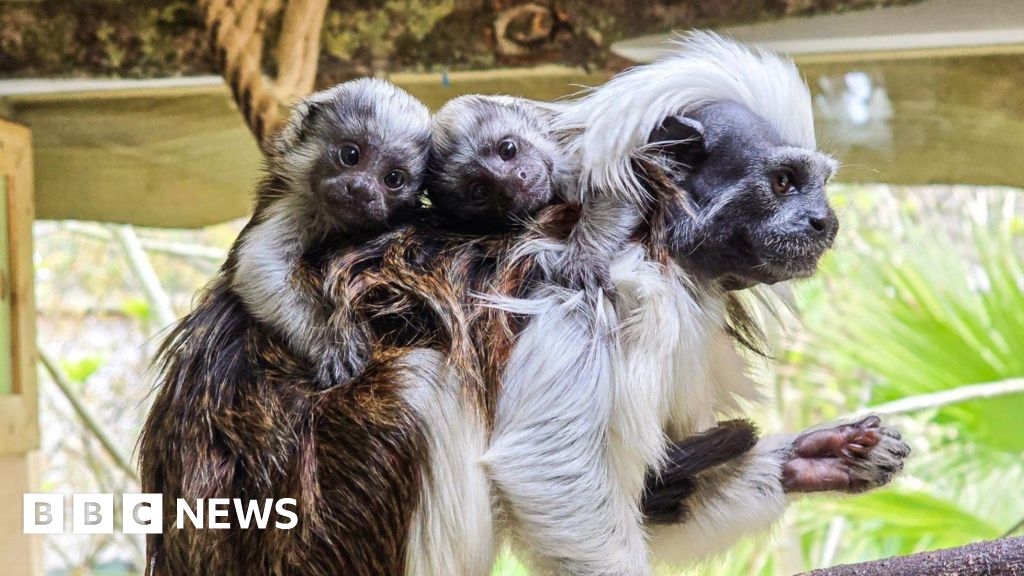 Rare primate twins being co-parented at Newquay Zoo