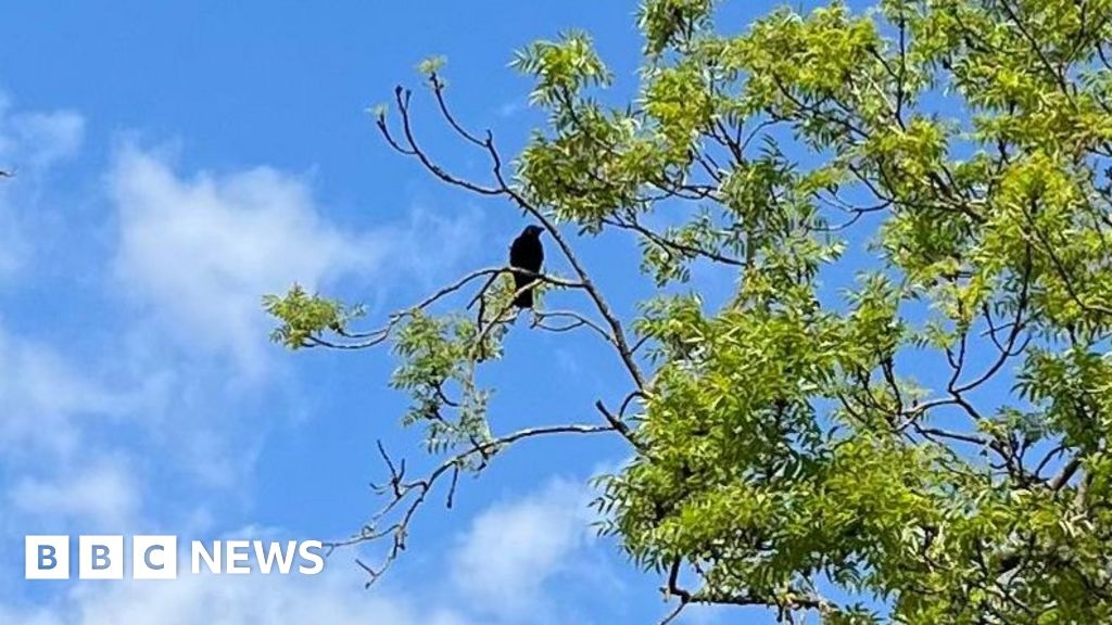 Billingham residents 'attacked' by crows as they tried to save bird