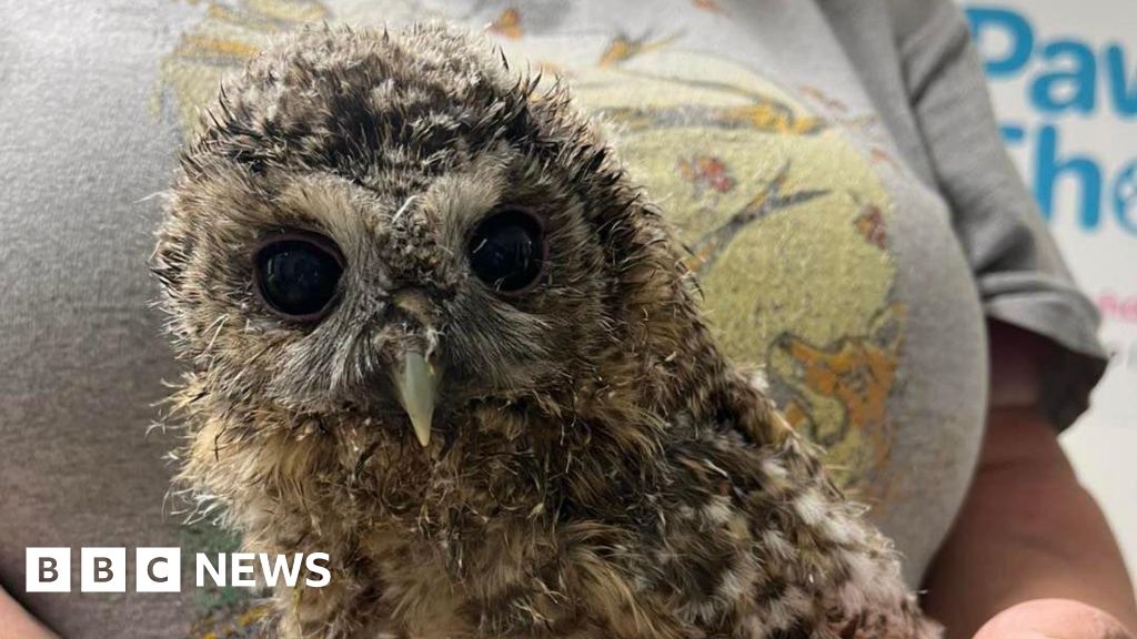 Deliberate fires in Cleadon Park mean baby owl cannot be released