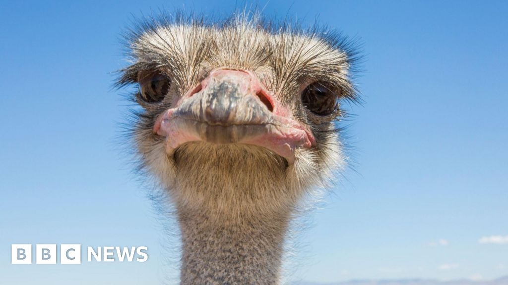 Ostriches facing cull at Canada farm find allies in Trump officials