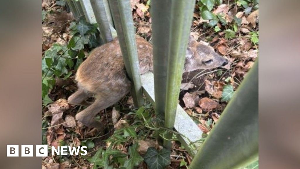 Fawn rescued in Southampton after getting trapped in metal fence