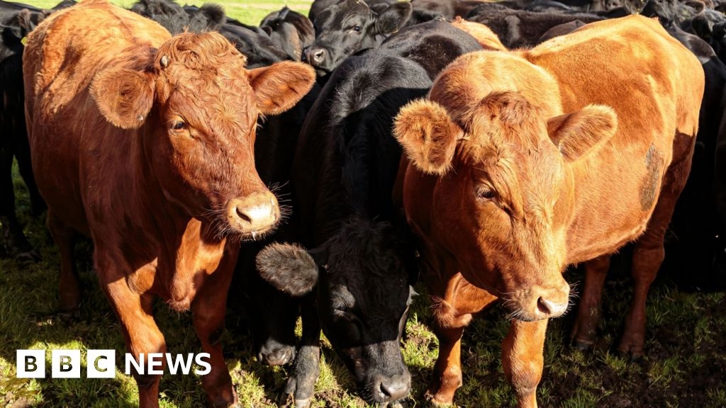 Dorset councillors back abattoir reopening and expansion plans