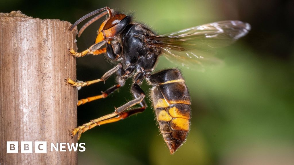 Asian hornet spotted in Mordon sparks fears of nest