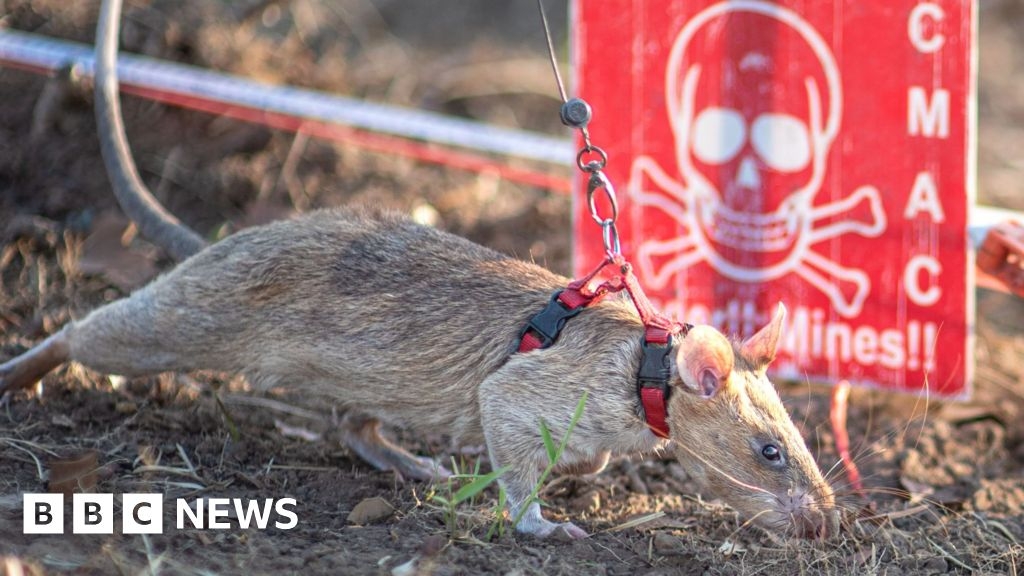 Ronin the rat sets new landmine-sniffing record