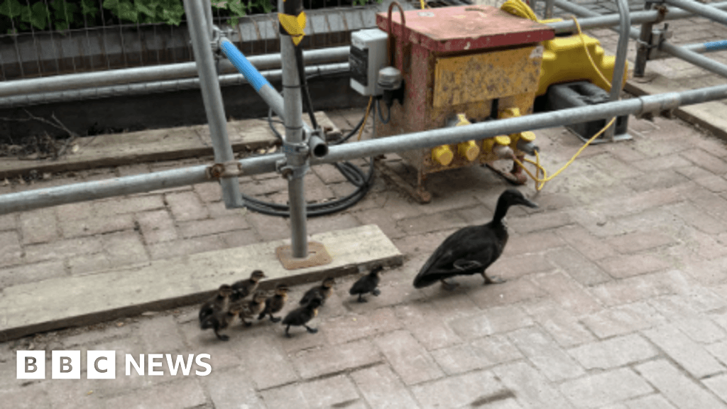 Mum, dad and ducklings saved from Reading council building site