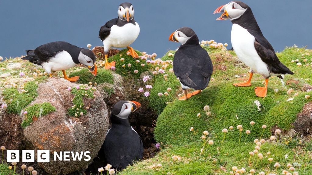Fair Isle bird observatory reopens six years after fire