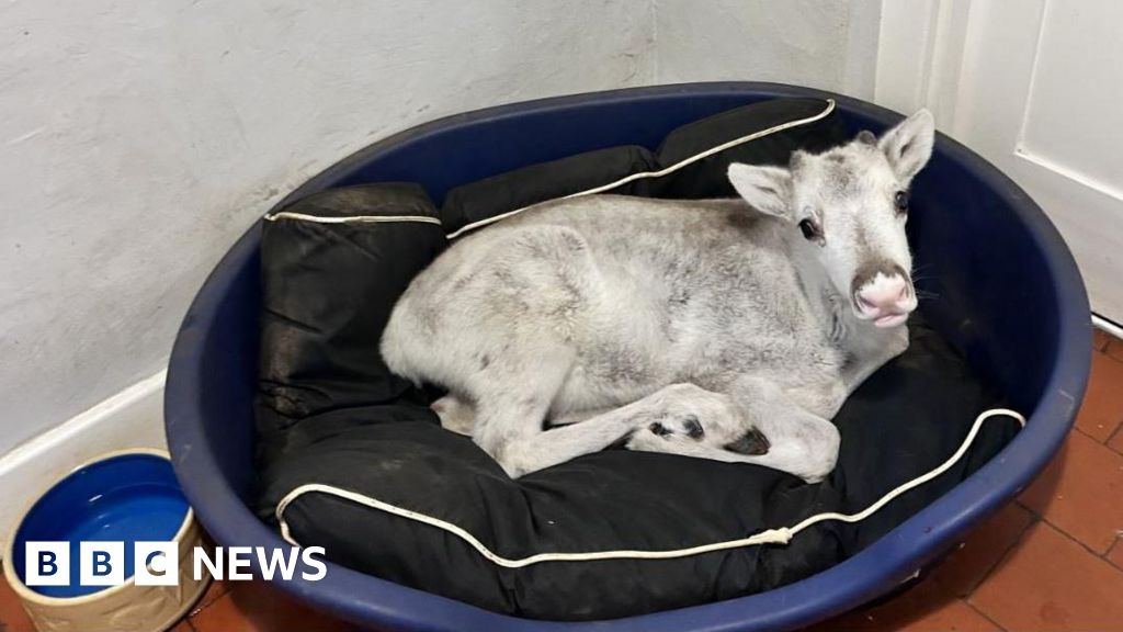 Corby baby reindeer Lars gets ready to join herd