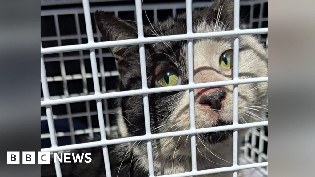 Barrow tip workers rescue cat trapped in bin