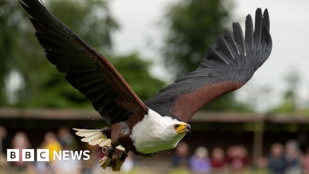 Hawk conservation trust receives grant