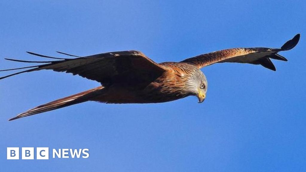 Two poisoned Red Kites found dead in Castle Douglas