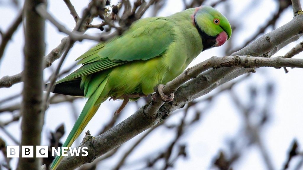 North Belfast: Why are parakeets living in a park in Belfast?