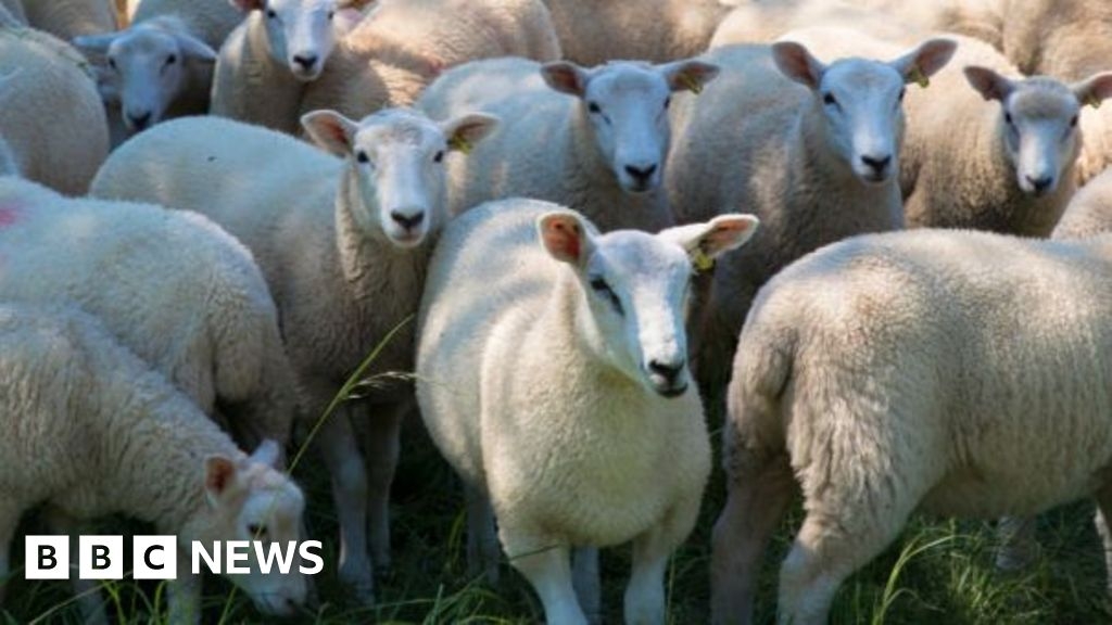 Llandysul farmer steels 73 ewes from neighbour