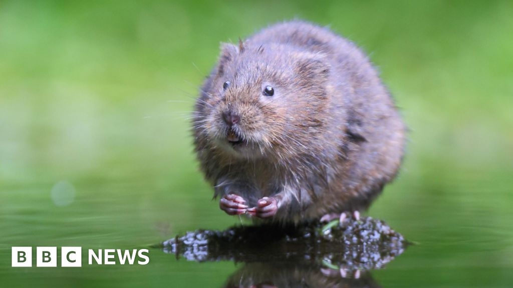 New colonies of threatened water voles found in south Wales