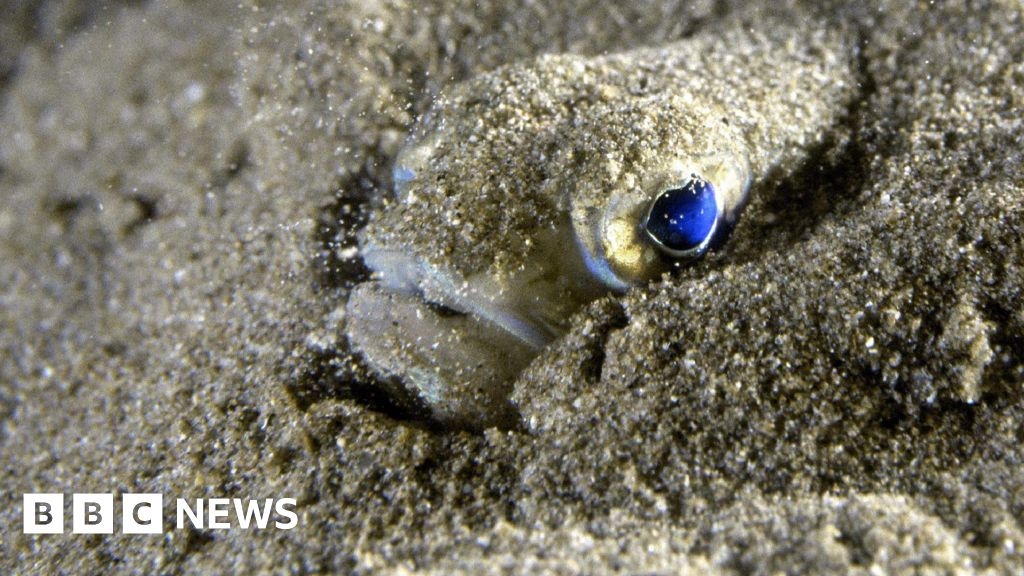 Warning as venomous weever fish return to British beaches