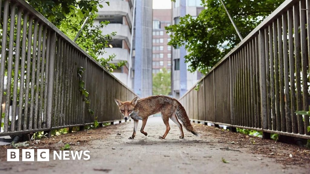 The West's best places to live and a photogenic Bristol fox