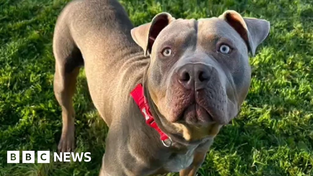 Banned XL bully dog destroyed on safety grounds