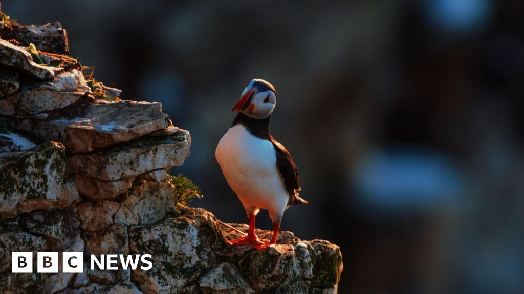 Bempton Cliffs: The Yorkshire hotspot for nature where puffins thrive