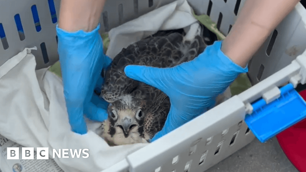 Glasgow University's peregrine falcon chick dies from bird flu