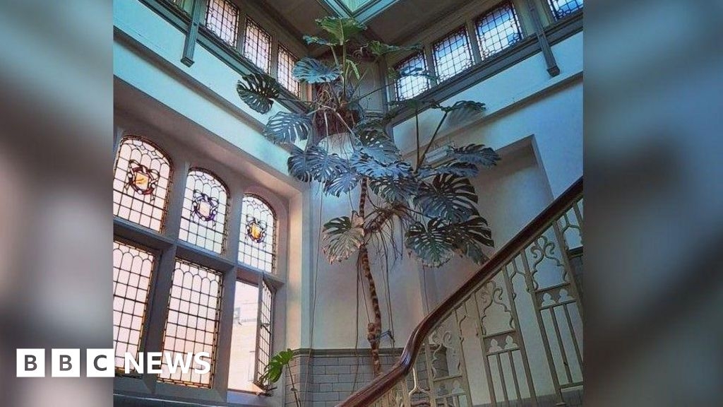 Giant 1970s cheese plant rehomed at Leeds indoor zoo