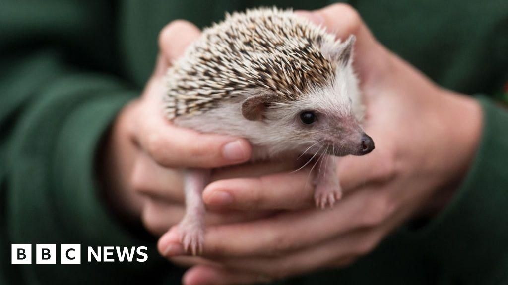 'Important' to care for Surrey hedgehogs, say conservation groups
