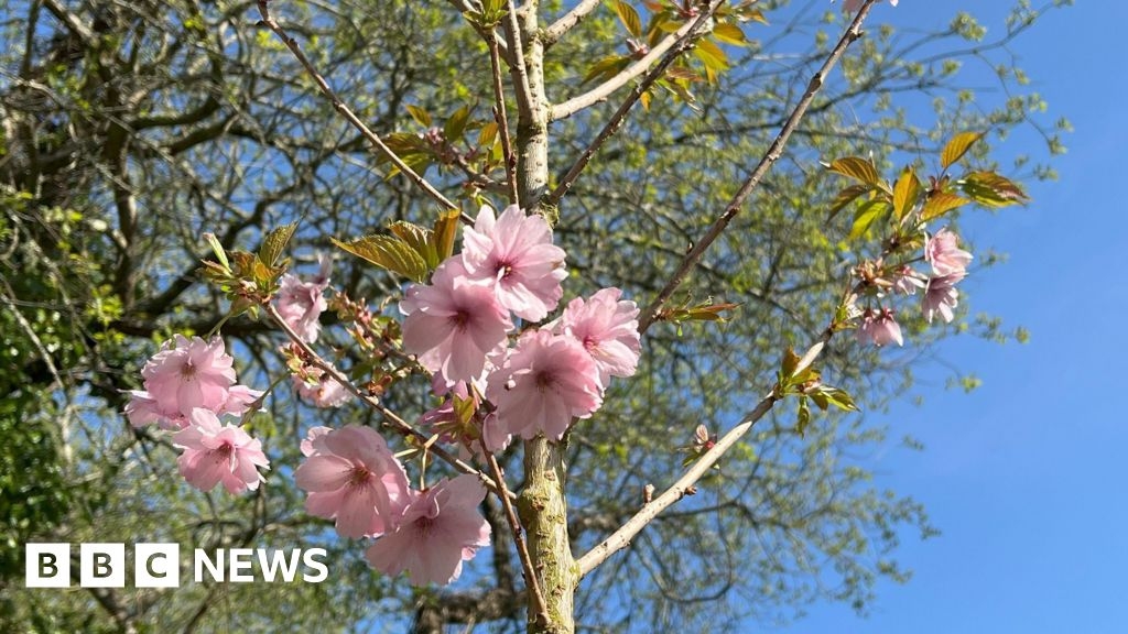 First blossom of new Japanese cherry trees in Jersey